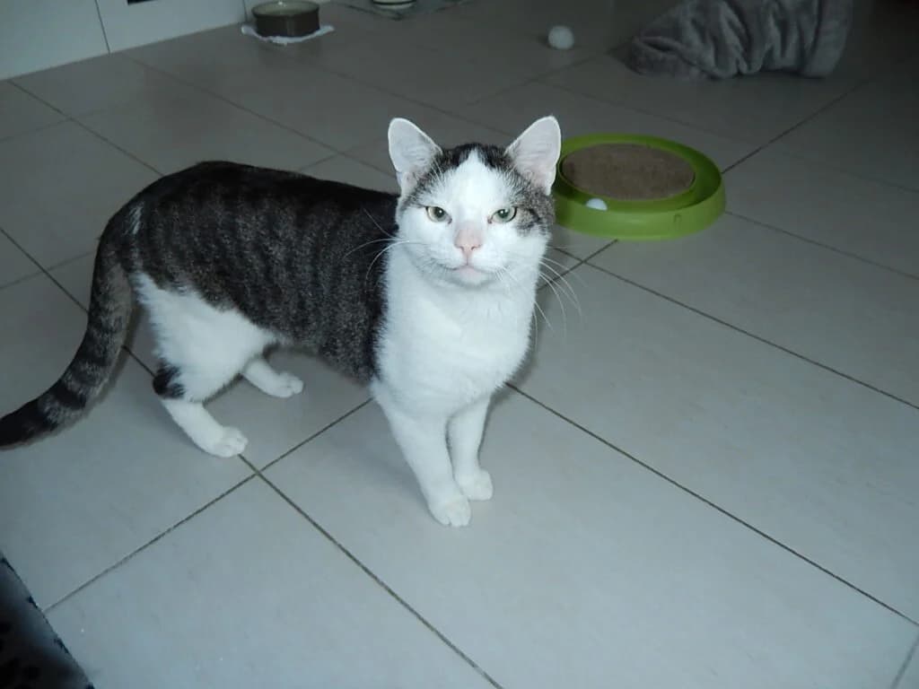 Hanibal, male Mixed Breed for adoption at Katzenschutzverein Karlsruhe e.V.