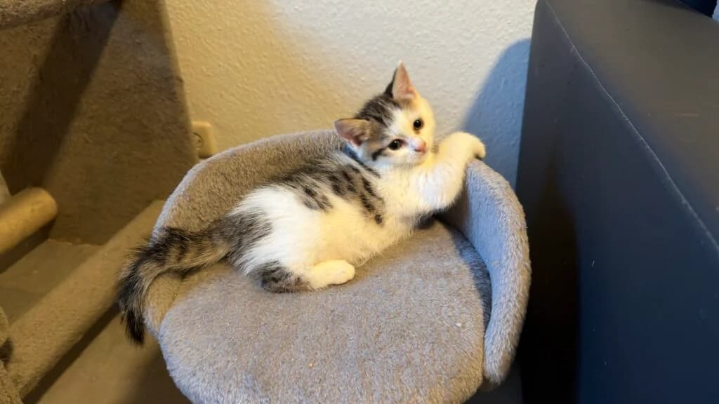 Katniss, female Mixed Breed for adoption at Katzenschutzverein Karlsruhe e.V.