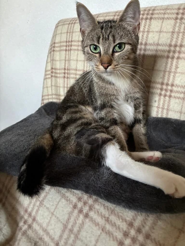 Kira, female young Mixed Breed for adoption at Katzenschutzverein Karlsruhe e.V.