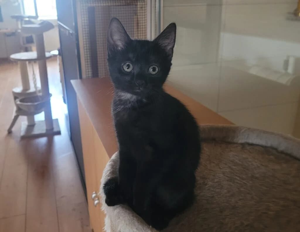 Lara, female Mixed Breed for adoption at Katzenschutzverein Karlsruhe e.V.
