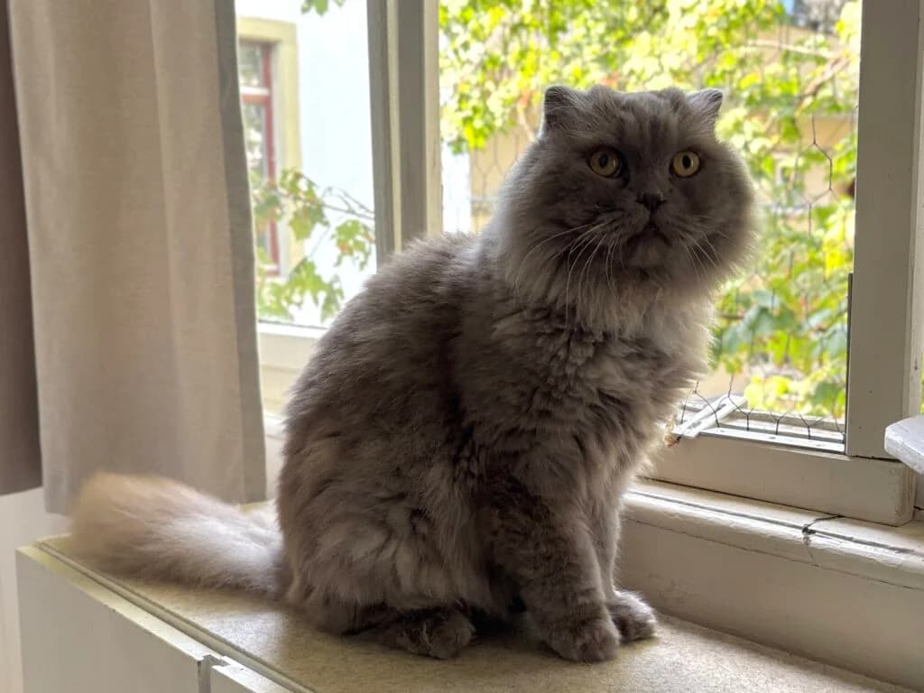 Leo, male Mixed Breed for adoption at Katzenschutzverein Karlsruhe e.V.