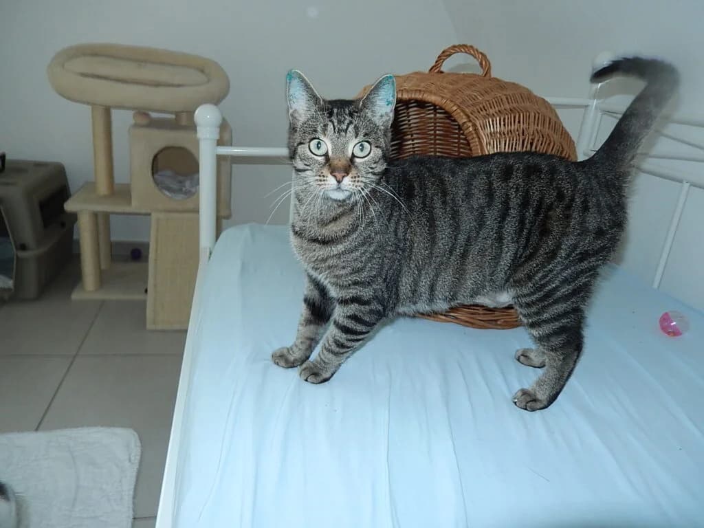 Lia, female Mixed Breed for adoption at Katzenschutzverein Karlsruhe e.V.