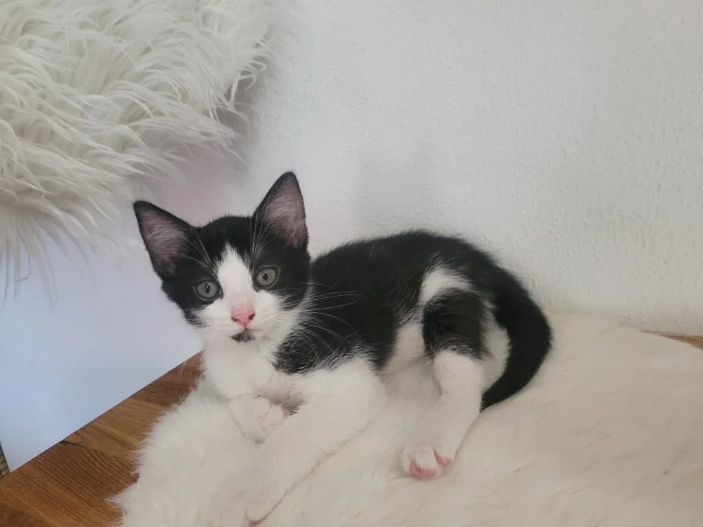 Lina, female Mixed Breed for adoption at Katzenschutzverein Karlsruhe e.V.