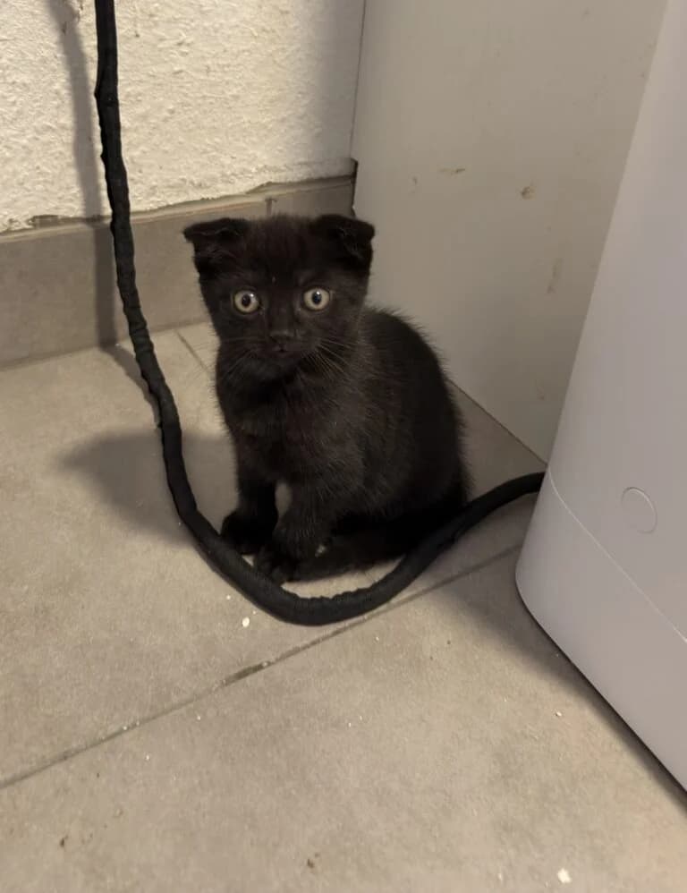 Luke Catwalker, male Mixed Breed for adoption at Katzenschutzverein Karlsruhe e.V.