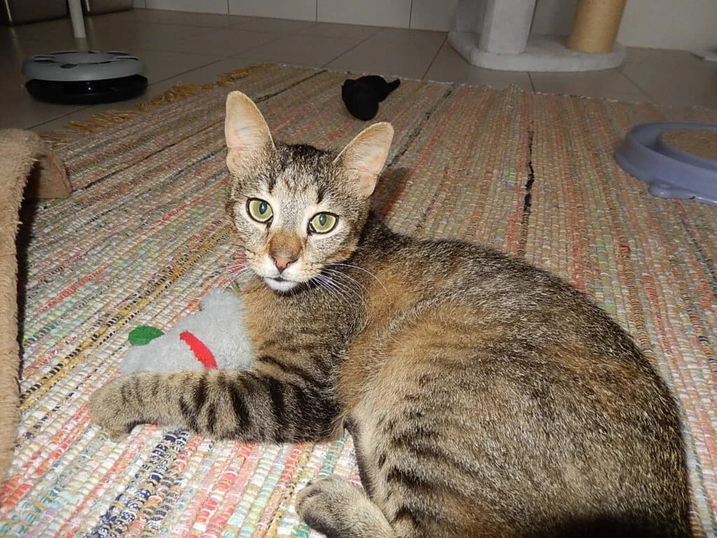 Mario, male Mixed Breed for adoption at Katzenschutzverein Karlsruhe e.V.