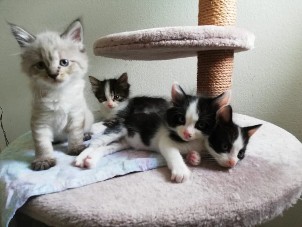 Mimi, Minou, Joshi und Pablo, male Mixed Breed for adoption at Katzenschutzverein Karlsruhe e.V.