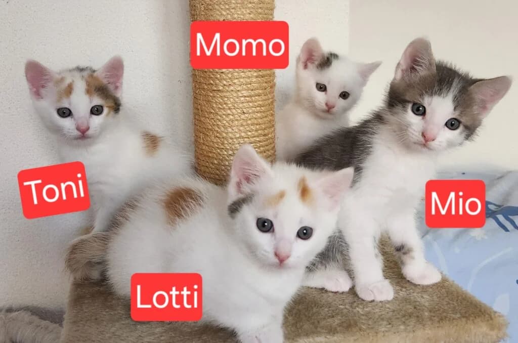 Mio, Momo, Lotti und Toni, male Mixed Breed for adoption at Katzenschutzverein Karlsruhe e.V.