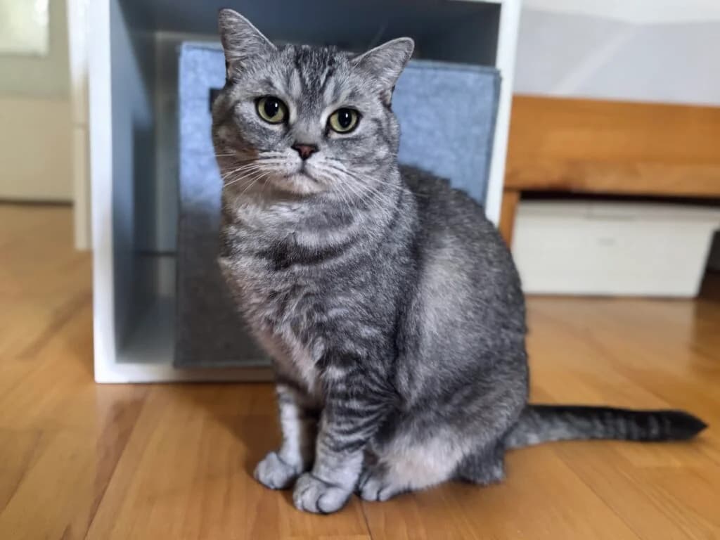 Mona, female Mixed Breed for adoption at Katzenschutzverein Karlsruhe e.V.