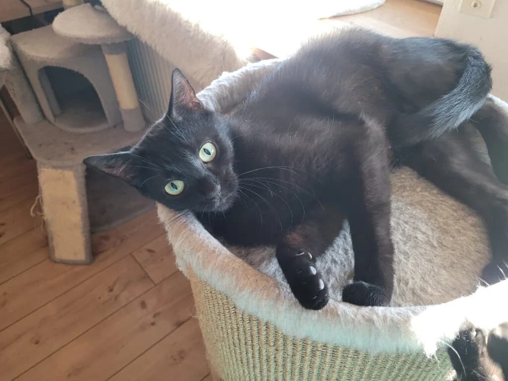 Pia, female young Mixed Breed for adoption at Katzenschutzverein Karlsruhe e.V.