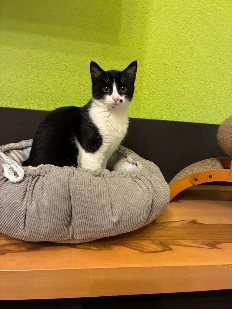 Pia, female Mixed Breed for adoption at Katzenschutzverein Karlsruhe e.V.