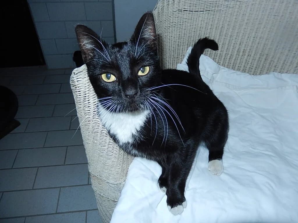 Pipa, female Mixed Breed for adoption at Katzenschutzverein Karlsruhe e.V.