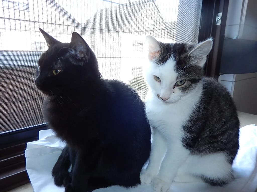Rosi und Samba, male Mixed Breed for adoption at Katzenschutzverein Karlsruhe e.V.