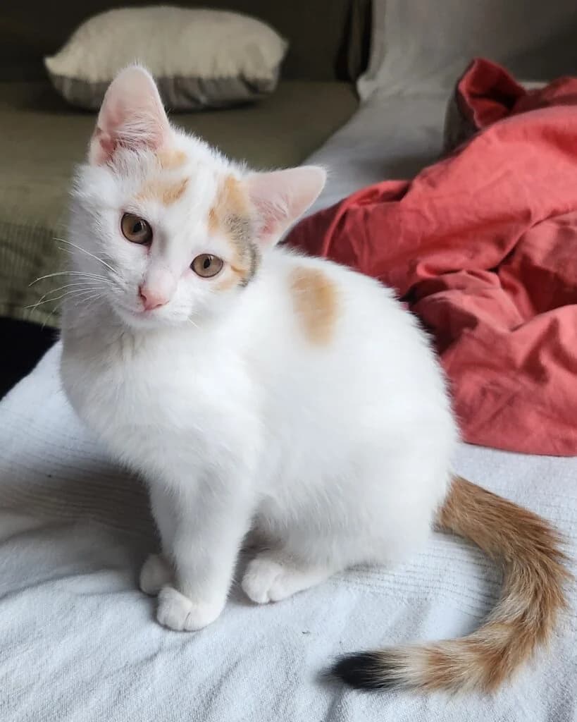 Toni, male Mixed Breed for adoption at Katzenschutzverein Karlsruhe e.V.