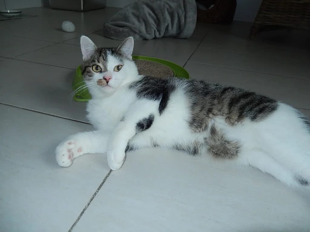 Twix, male Mixed Breed for adoption at Katzenschutzverein Karlsruhe e.V.