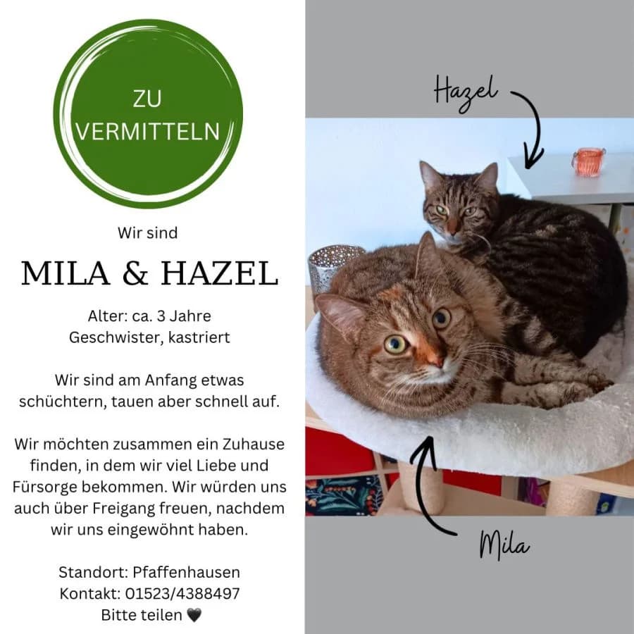 Katze, Mixed Breed for adoption at Katzenschutzverein e.V. Mindelheim