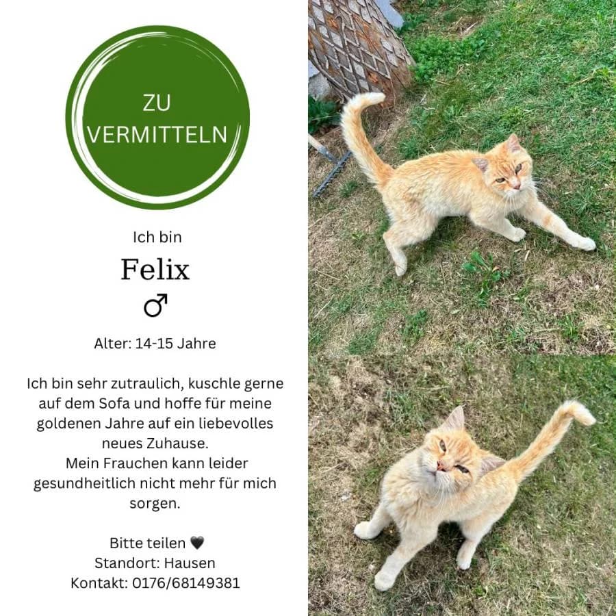 Katze, Mixed Breed for adoption at Katzenschutzverein e.V. Mindelheim