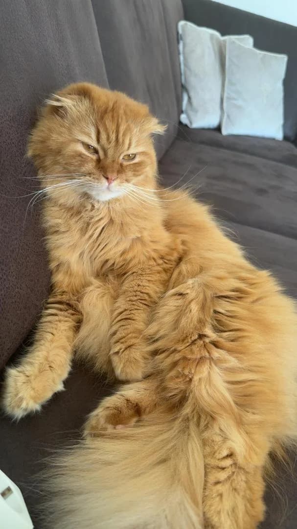 Katze, Mixed Breed for adoption at Katzenschutzverein e.V. Mindelheim
