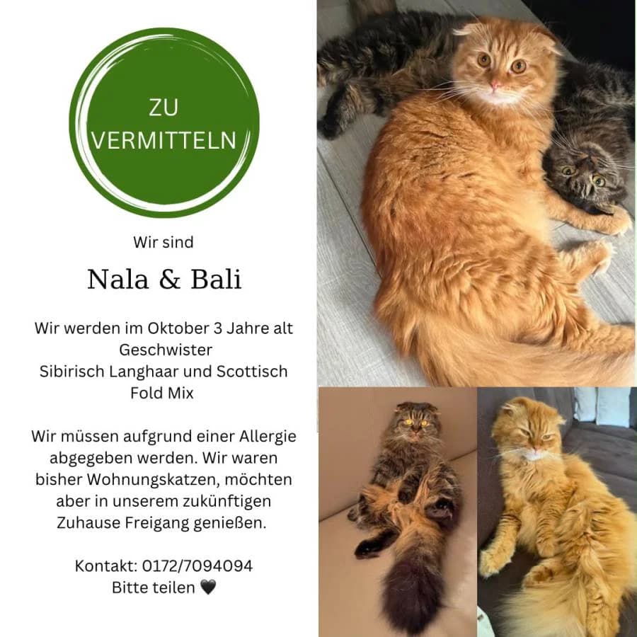 Katze, Mixed Breed for adoption at Katzenschutzverein e.V. Mindelheim