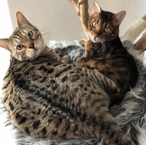 Bengalkatzen, male Mixed Breed for adoption at Katzenschutzverein Siegen e.V., Siegen