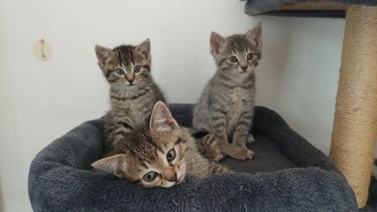 Drei Kitten suchen ein Zuhause, puppy Mixed Breed for adoption at Katzentatzen Bad Saulgau e.V.