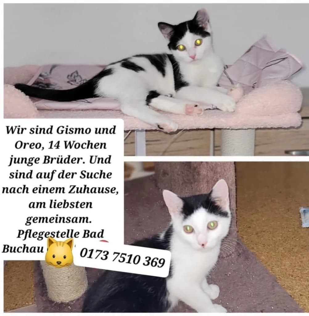 Gismo und Oreo, Mixed Breed for adoption at Katzentatzen Bad Saulgau e.V.
