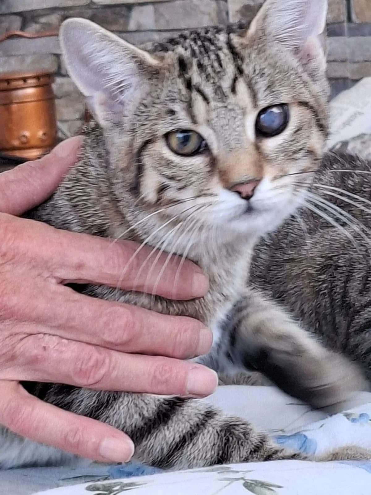 Unser kleines Fräulein Felicitas, Mixed Breed for adoption at Katzentatzen Bad Saulgau e.V.