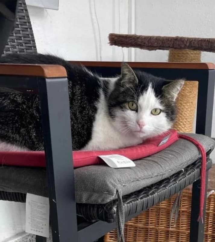 Pflegeplatz gesucht für Mäxchen und Klärchen, schwarz senior Mixed Breed for adoption at Katzentatzen Bad Saulgau e.V.