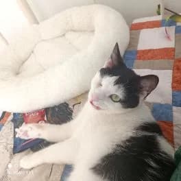 BELINDA, female Mixed Breed for adoption at Katzenzuflucht e.V., Much