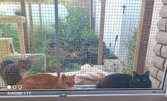 Pichi & Chiqui, Mixed Breed for adoption at Katzenzuflucht e.V., Much