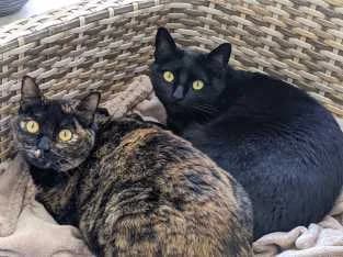 LEILA & MALEK, Mixed Breed for adoption at Katzenzuflucht e.V., Much