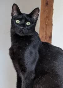 PRINCE, weiร female Mixed Breed for adoption at Katzenzuflucht e.V., Much