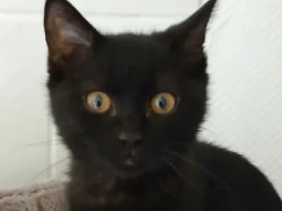 Fluffty, schwarz female Mixed Breed for adoption at Katzenzuhause e.V., Biebergemünd