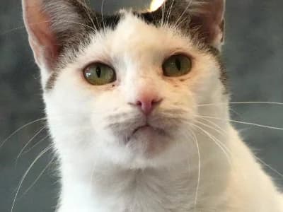 Pueppi, female 3yo Mixed Breed for adoption at Katzenzuhause e.V., Biebergemünd