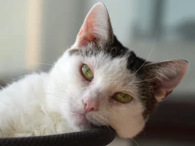 Pueppi, female 3yo Mixed Breed for adoption at Katzenzuhause e.V., Biebergemünd