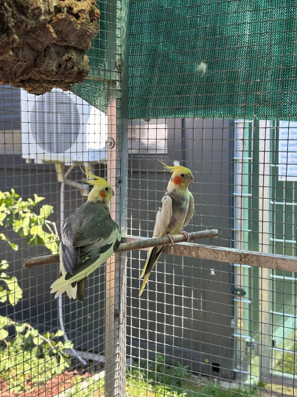 Pomki & Donald T, Mixed Breed for adoption at Tierheim Kehl