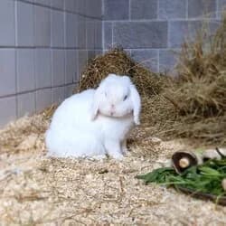 Murmel, Mixed Breed for adoption at Tierhilfeverein Kellerranch, Weiterstadt