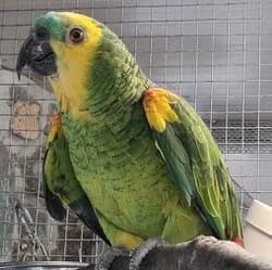 Winner, Mixed Breed for adoption at Tierhilfeverein Kellerranch, Weiterstadt