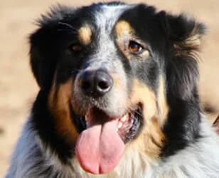 Balou, Mixed Breed for adoption at Tierhilfeverein Kellerranch, Weiterstadt