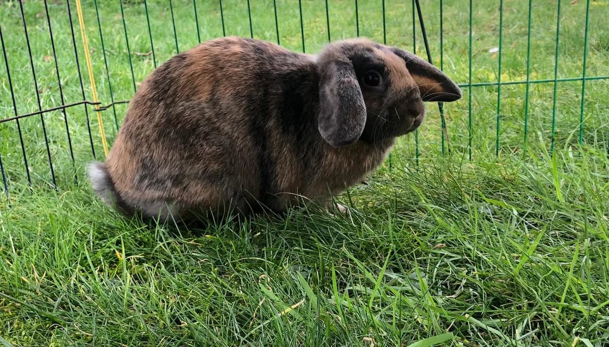 LukiundLilli, 6yo Mixed Breed for adoption at KIS Ruhr – Katzen in Schwierigkeiten, Bochum