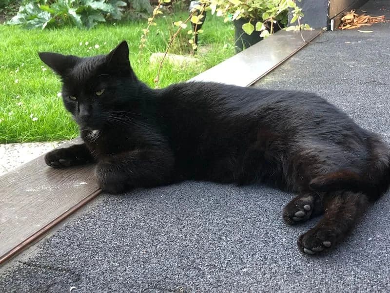 Murmel, senior Mixed Breed for adoption at KIS Ruhr – Katzen in Schwierigkeiten, Bochum