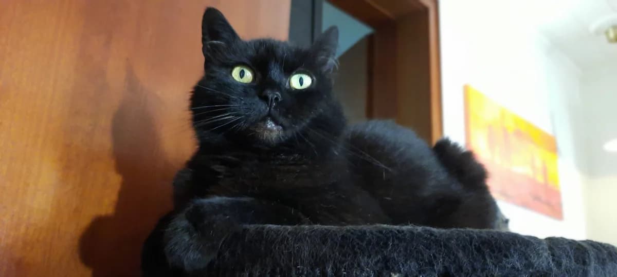 Paula & Lemmy, male senior Mixed Breed for adoption at KIS Ruhr – Katzen in Schwierigkeiten, Bochum
