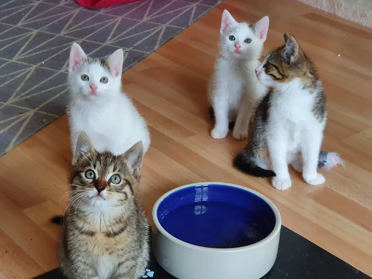 Katzenkinder, getigert male 4yo Mixed Breed for adoption at KIS Ruhr – Katzen in Schwierigkeiten, Bochum
