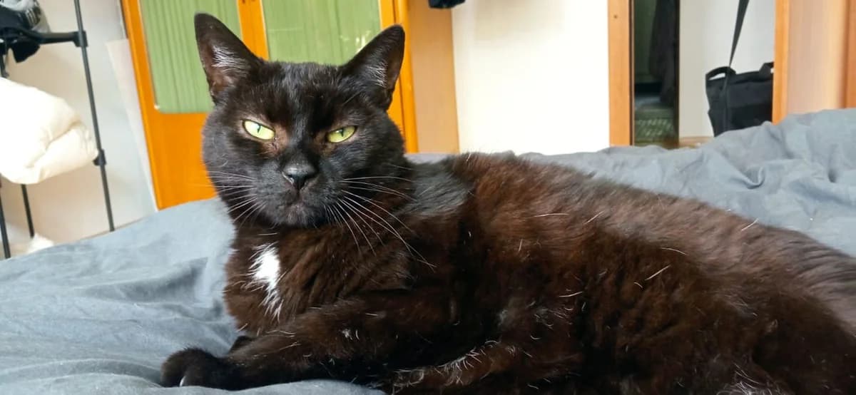 Schoki, senior Mixed Breed for adoption at KIS Ruhr – Katzen in Schwierigkeiten, Bochum