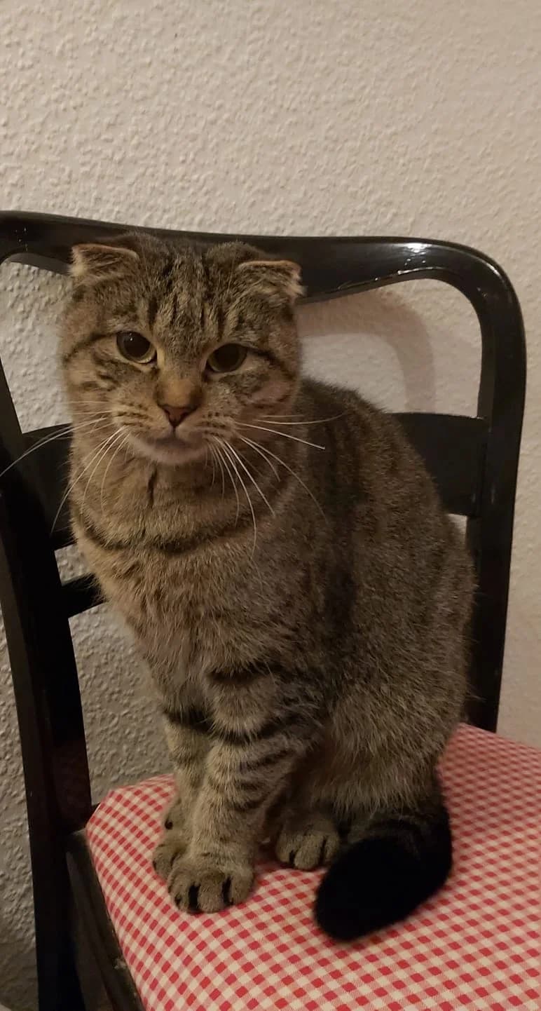 Ava, 4yo Mixed Breed for adoption at KIS Ruhr – Katzen in Schwierigkeiten, Bochum