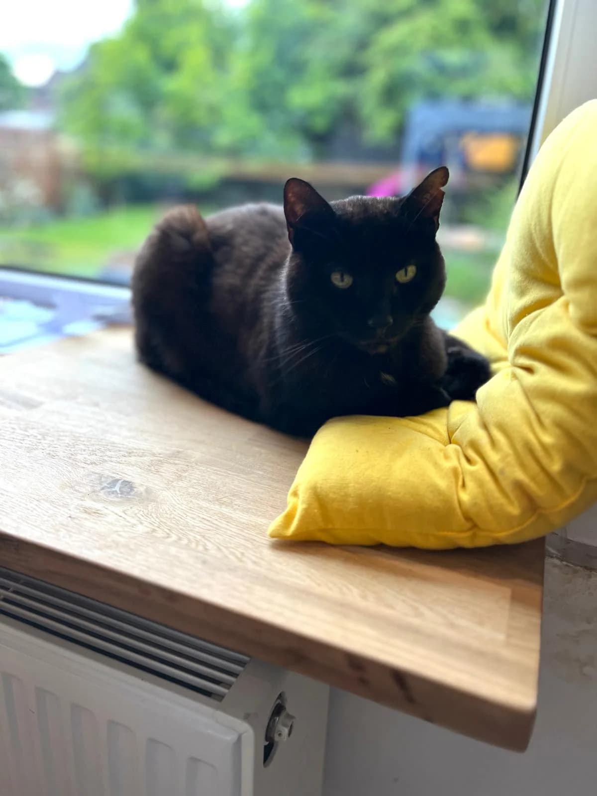 Pino, male senior Mixed Breed for adoption at KIS Ruhr – Katzen in Schwierigkeiten, Bochum
