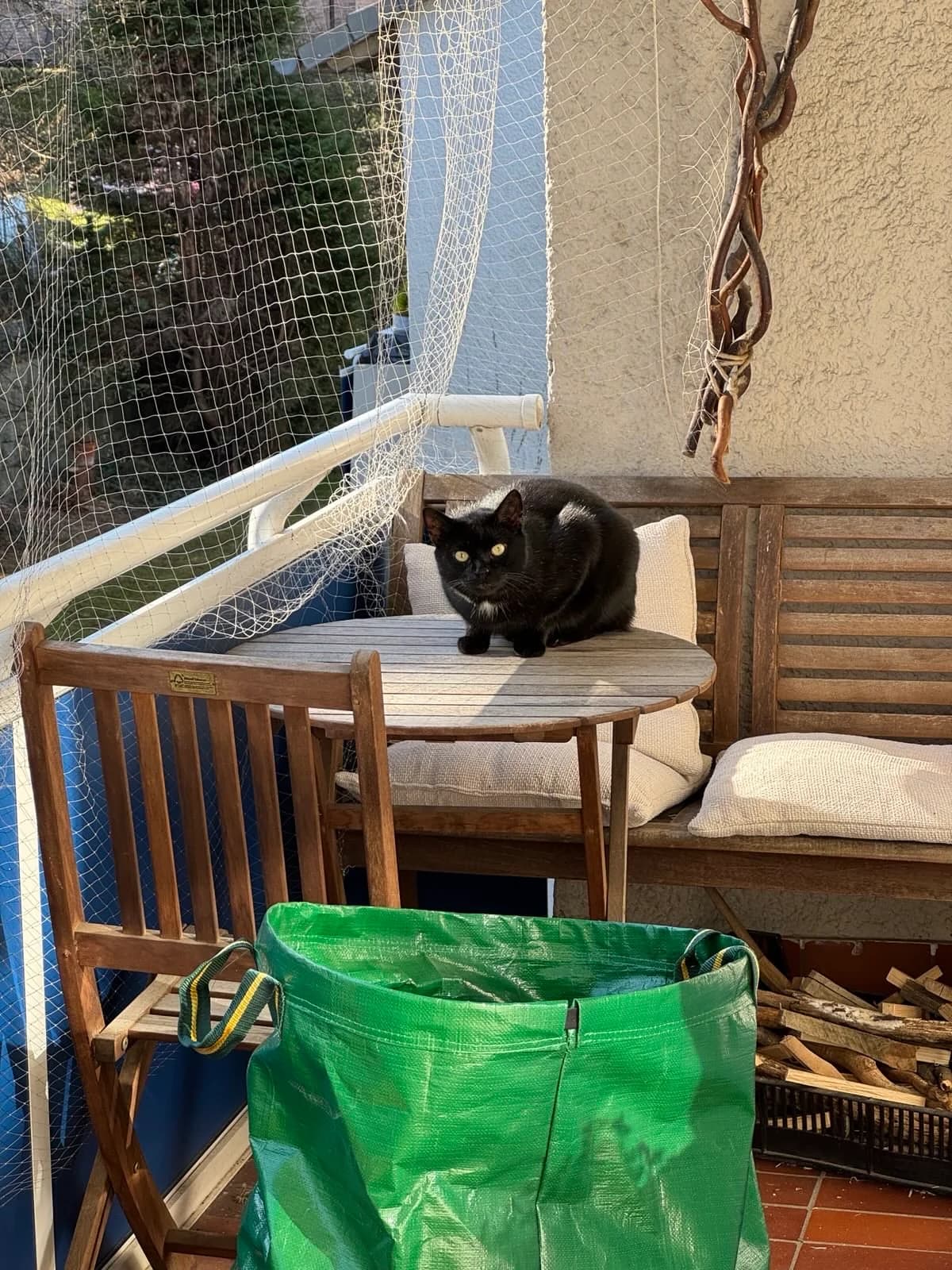 Lucky, schwarz male senior Mixed Breed for adoption at KIS Ruhr – Katzen in Schwierigkeiten, Bochum