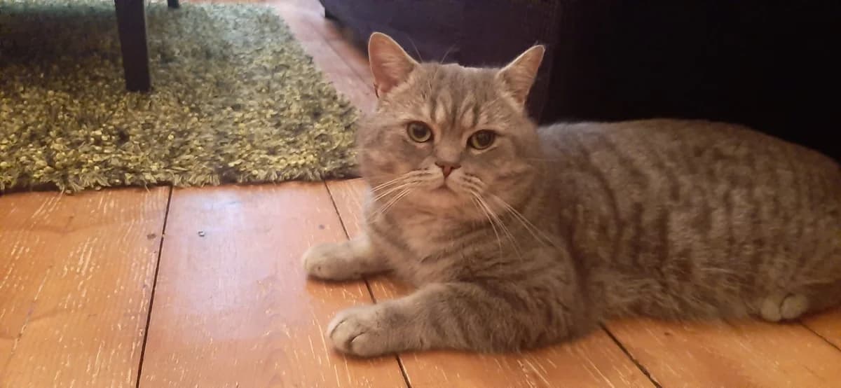 Milo, male 3yo Mixed Breed for adoption at KIS Ruhr – Katzen in Schwierigkeiten, Bochum