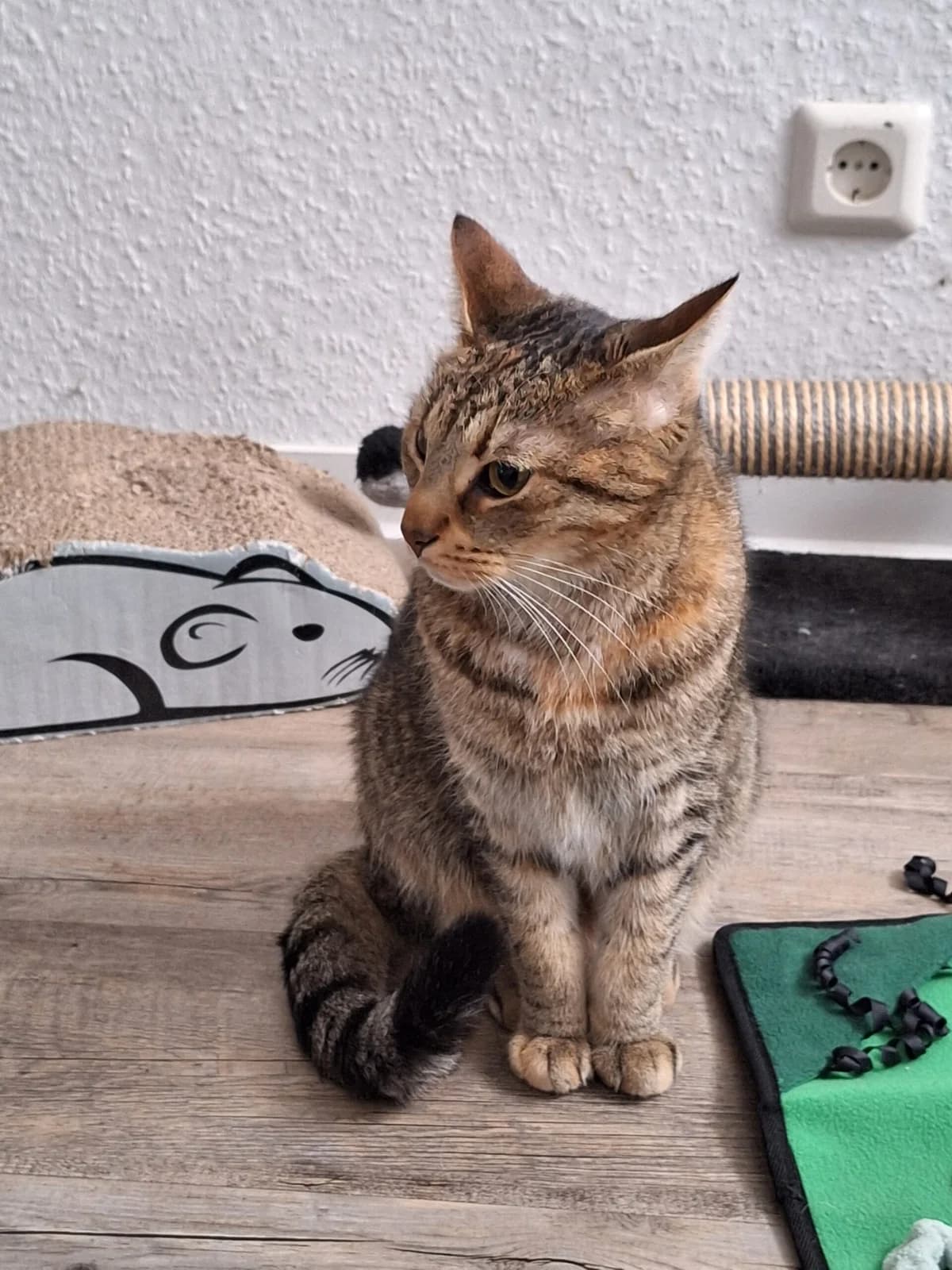 Rhonda, 6yo Mixed Breed for adoption at KIS Ruhr – Katzen in Schwierigkeiten, Bochum