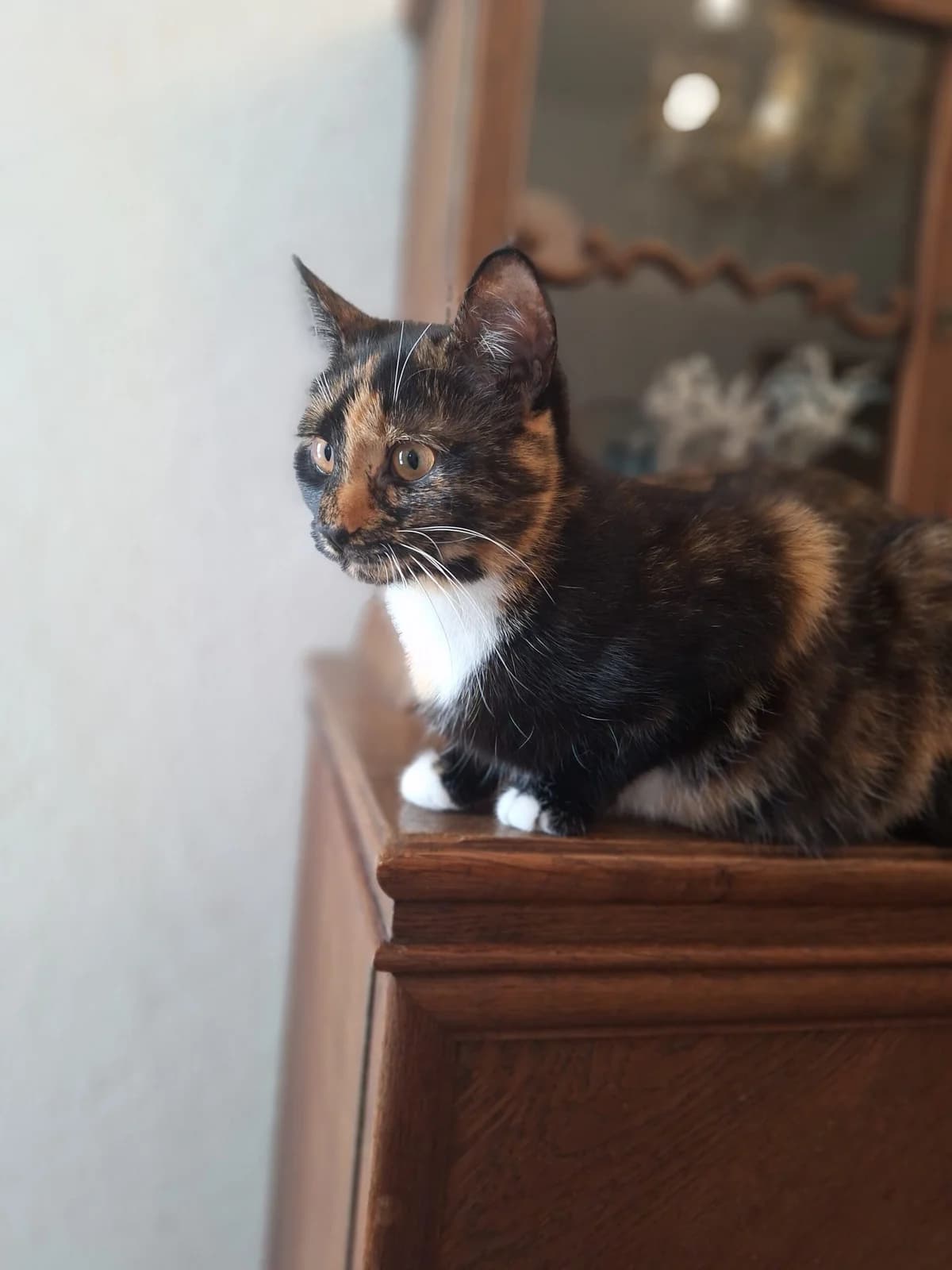 Pink + Luke, young Mixed Breed for adoption at KIS Ruhr – Katzen in Schwierigkeiten, Bochum