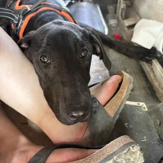 Amy, female puppy Mixed Breed for adoption at Kitmir Tierhilfe Demirtas e.V.